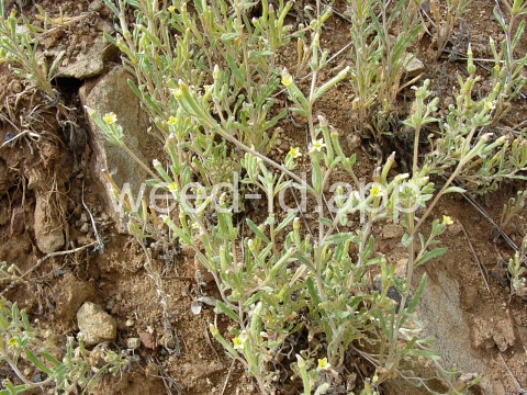 stickleaf, whitestem